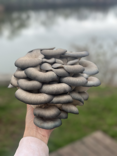 Blue Oyster