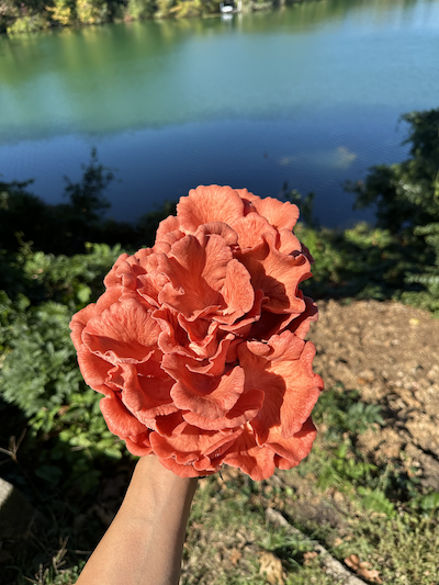 Pink Oyster